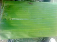 /album/productos/hoja-de-platano-jpg/